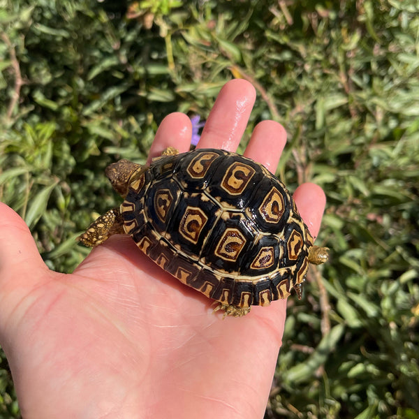 Leopard Tortoise (Pardalis Babcocki) Well Started #O3