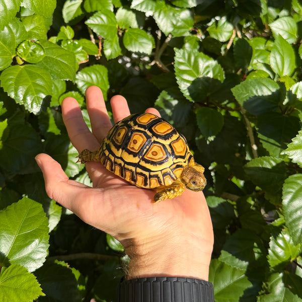 Leopard Tortoise #L0 Split Scute