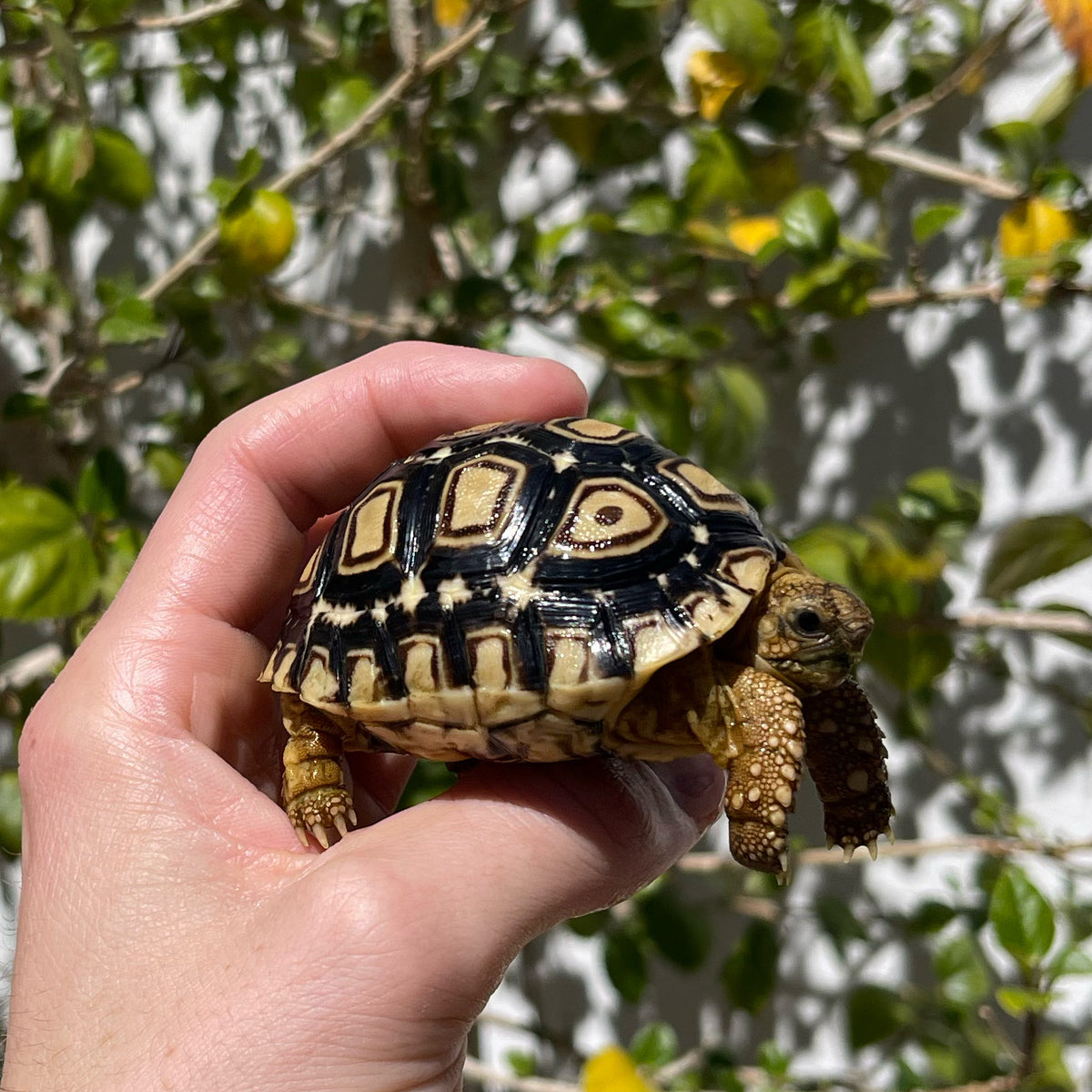 Leopard Tortoise (Pardalis Babcocki) Well Started #1D – David's Jungle