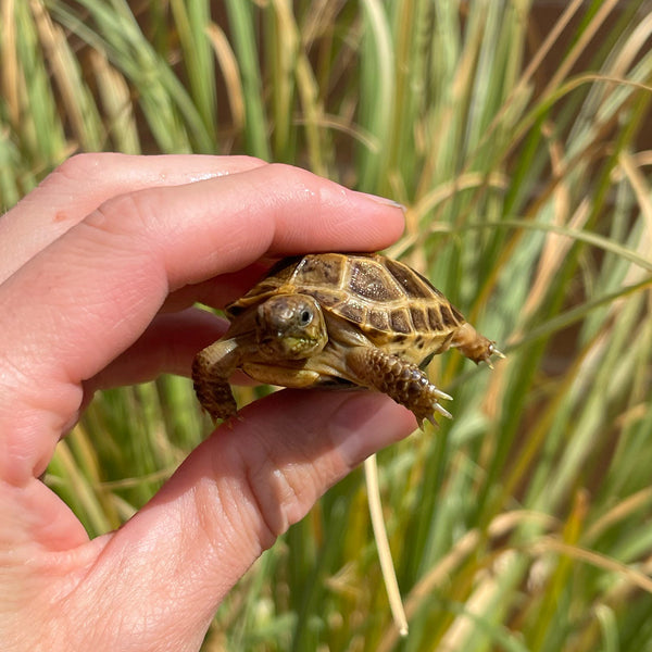 Split Scute Russian Tortoise #0R