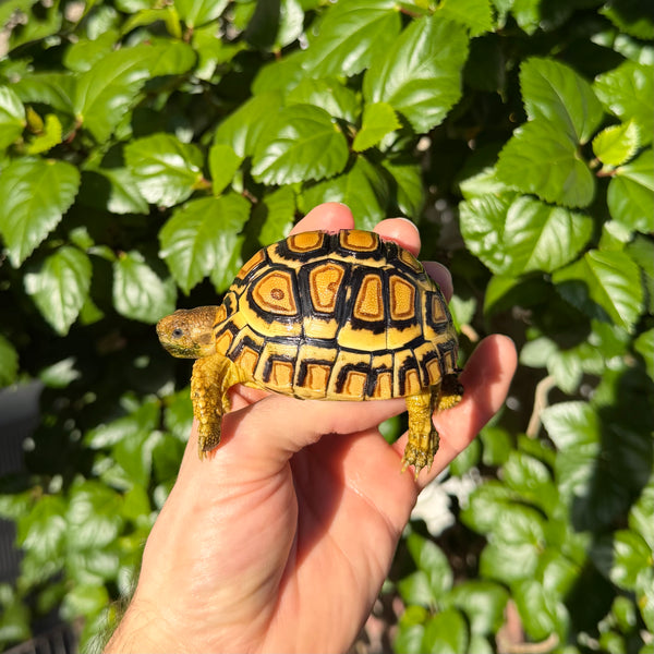 Leopard Tortoise #L0 Split Scute