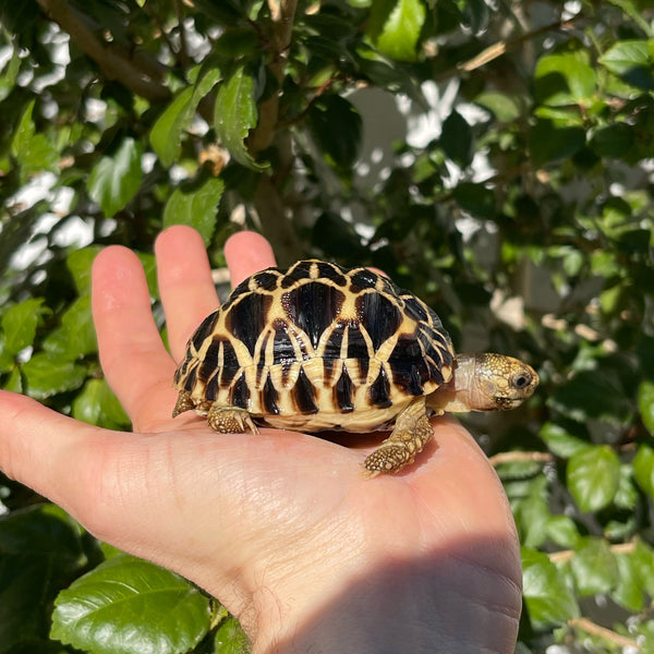 8 Month Old Burmese Star Tortoise #0C