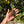 Load image into Gallery viewer, Well Started Cherryhead Tortoise #CO1
