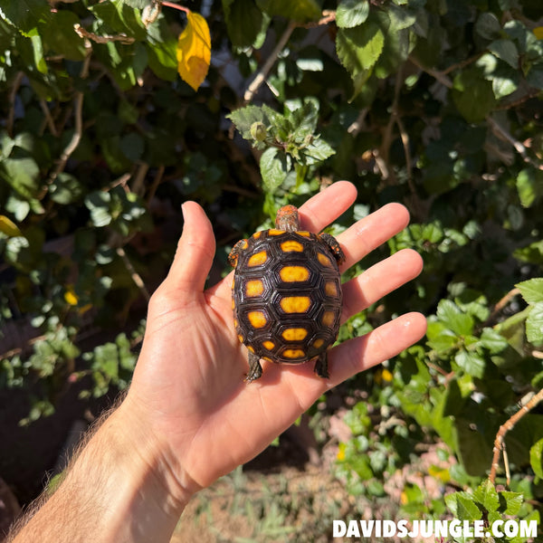 Well Started Cherryhead Tortoise #CO1