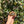 Load image into Gallery viewer, Well Started Marginated Tortoise #M1
