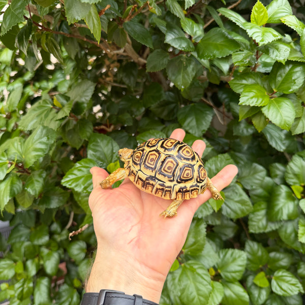 Leopard Tortoise #L2