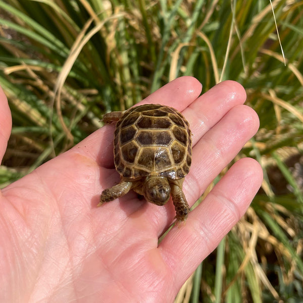 Split Scute Russian Tortoise #0R