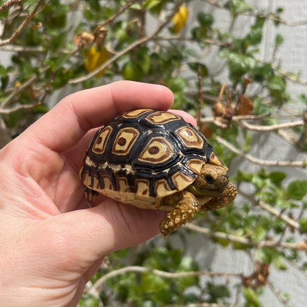 Leopard Tortoise (Pardalis Babcocki) Well Started #2L