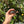 Load image into Gallery viewer, Cherryhead Tortoise #C1
