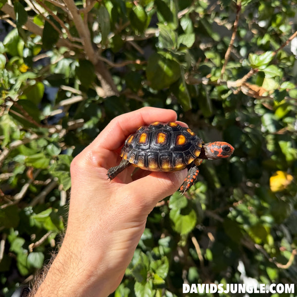 Cherryhead Tortoise #C1