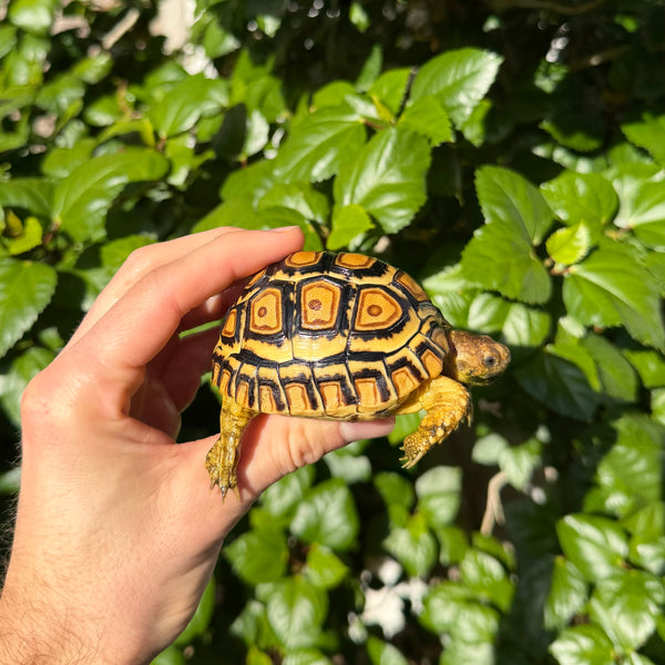 Leopard Tortoise #L0 Split Scute