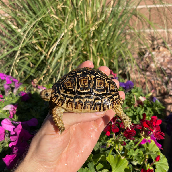 Leopard Tortoise (Pardalis Babcocki) 1 Yr Old #5V