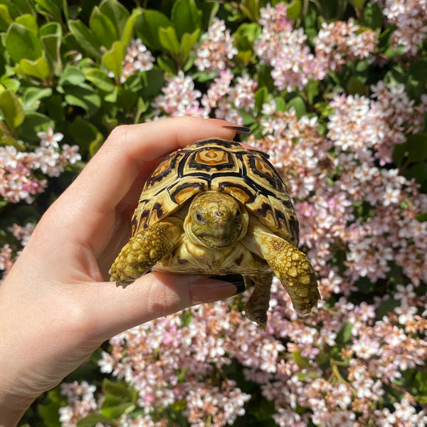Leopard Tortoise (Pardalis Babcocki)  #L5