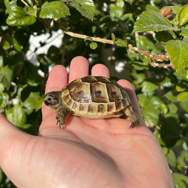 Ibera Greek Tortoise #I2