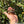 Load image into Gallery viewer, Cherryhead Tortoise #C2
