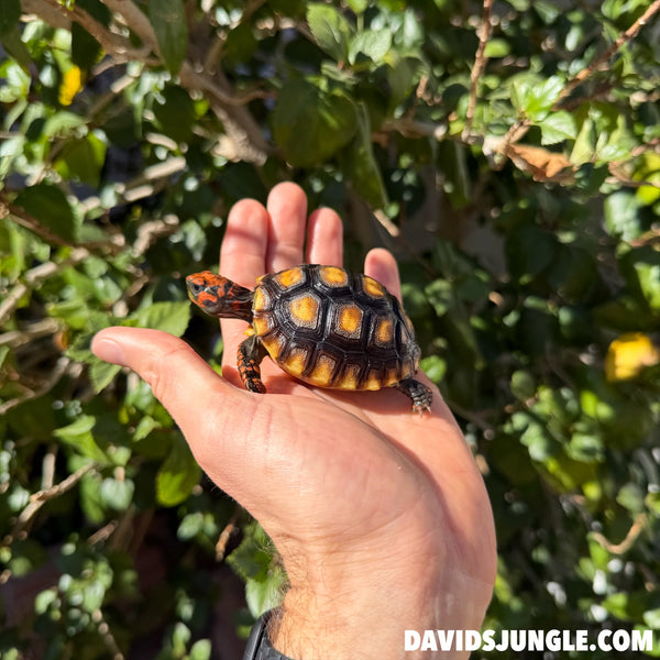 Cherryhead Tortoise #C2