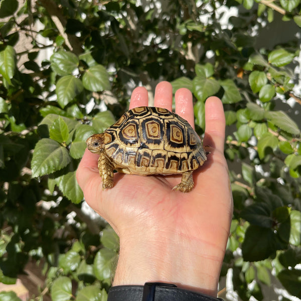 10 Month Old Leopard Tortoise (Pardalis Babcocki) #6B