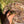 Load image into Gallery viewer, Burmese Star #B2
