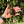 Load image into Gallery viewer, Cherryhead Tortoise #C1
