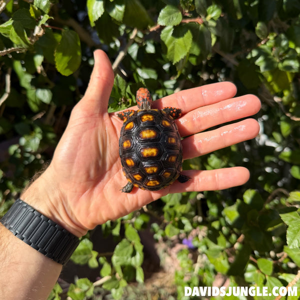 Cherryhead Tortoise #C1