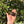 Load image into Gallery viewer, Cherryhead Tortoise #C1
