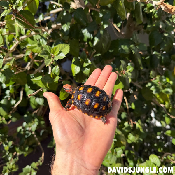 Cherryhead Tortoise #C1