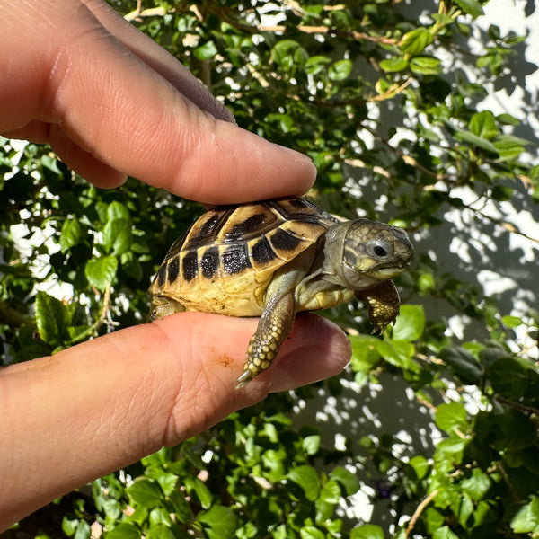 Western Hermann’s Tortoise #W2