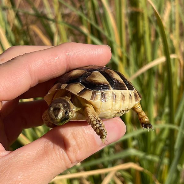 Marginated Tortoise #M2