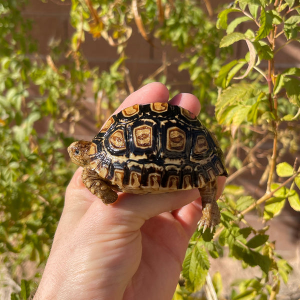 8 Month Old Leopard Tortoise (Pardalis Babcocki) #4B