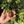 Load image into Gallery viewer, Cherryhead Tortoise #C3
