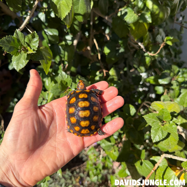 Cherryhead Tortoise #C3