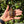 Load image into Gallery viewer, Cherryhead Tortoise #C2
