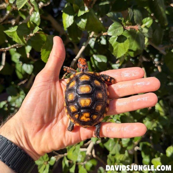 Cherryhead Tortoise #C2