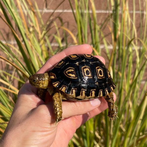 Leopard Tortoise (Pardalis Babcocki) Well Started #O2