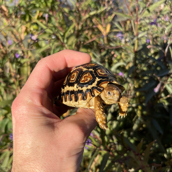 9 Month Old Leopard Tortoise (Pardalis Babcocki) #9M