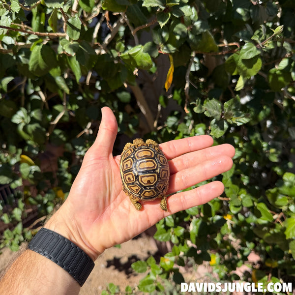 Well Started Leopard Tortoise #D01