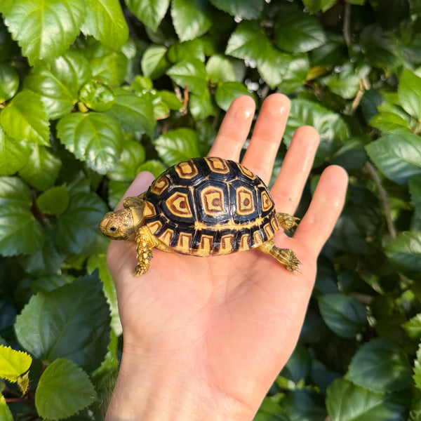 Leopard Tortoise #L1