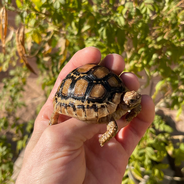 Leopard Tortoise (Pardalis Babcocki) #7C