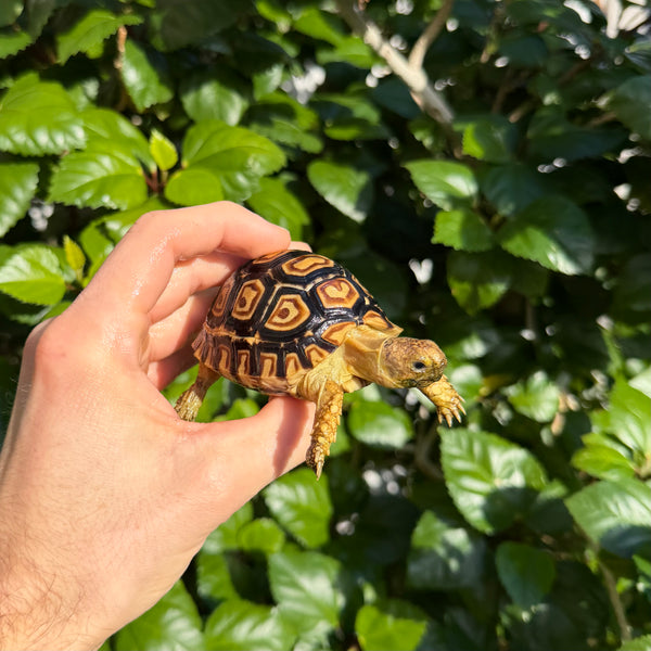 Leopard Tortoise #L1