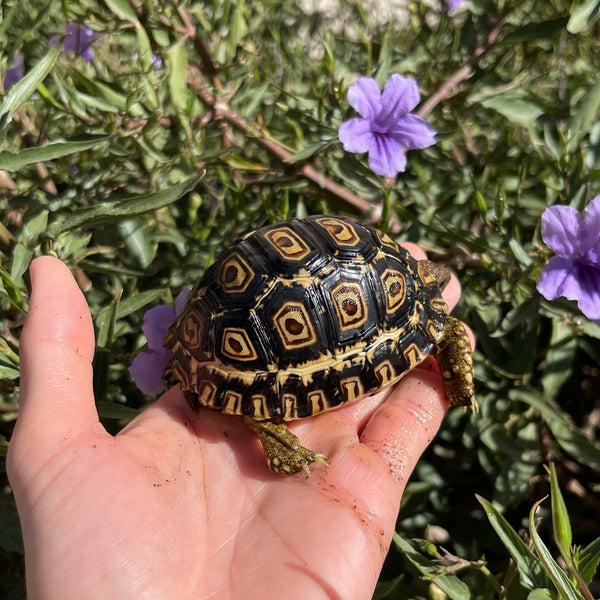 Leopard Tortoise (Pardalis Babcocki) Well Started #O4