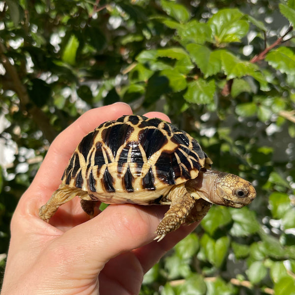 8 Month Old Burmese Star Tortoise #0C