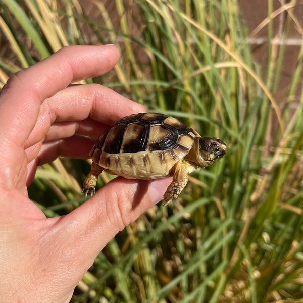 Marginated Tortoise #M2