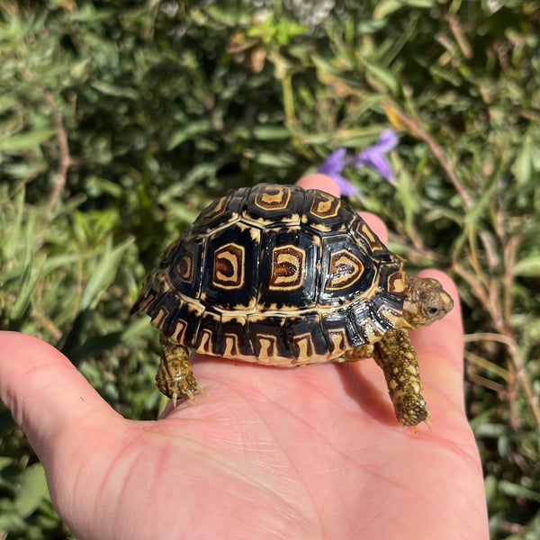 Leopard Tortoise (Pardalis Babcocki) Well Started #O3