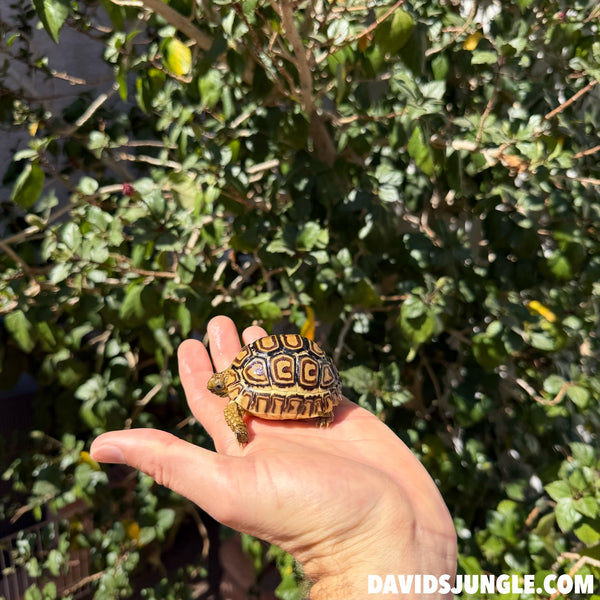 Well Started Leopard Tortoise #D01