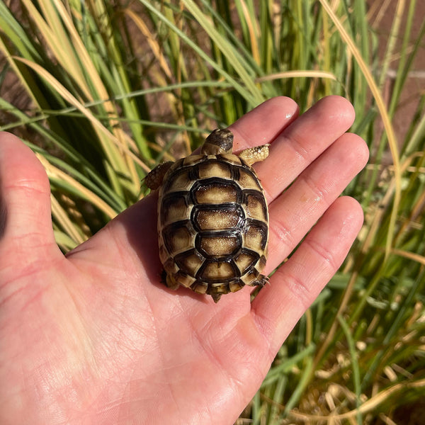 Marginated Tortoise #M2