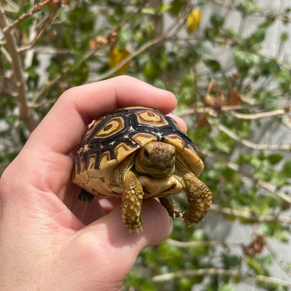 Leopard Tortoise (Pardalis Babcocki) Well Started #2L