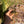 Load image into Gallery viewer, Burmese Star #B2
