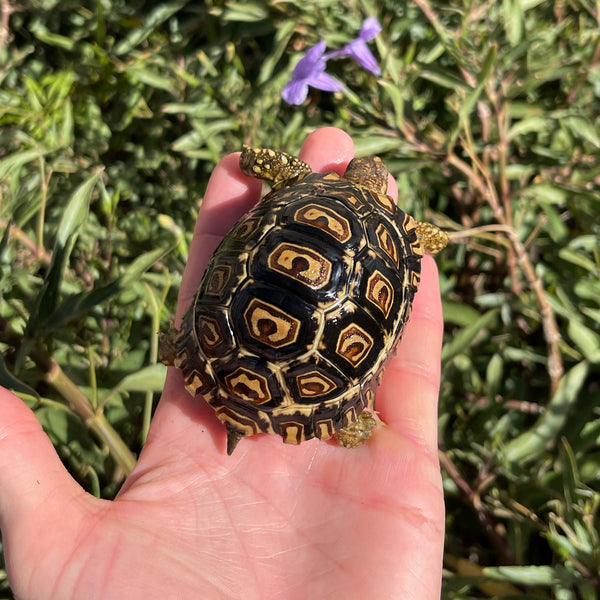 Leopard Tortoise (Pardalis Babcocki) Well Started #O3