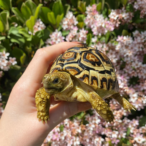 Leopard Tortoise (Pardalis Babcocki)  #L5