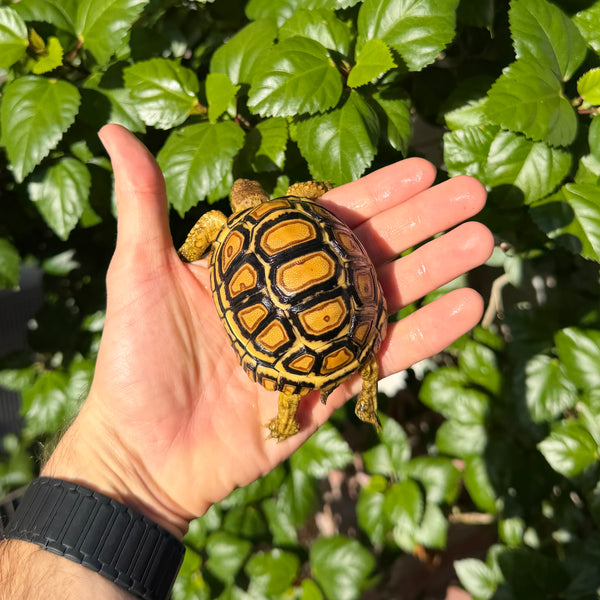 Leopard Tortoise #L0 Split Scute
